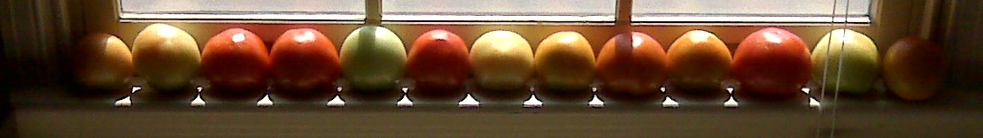 Row of multi-colored tomatoes
